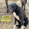 Athena