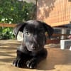 LOCKY, Chiot mâle Croisé Labrador