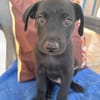 LOCKY, Chiot mâle Croisé Labrador