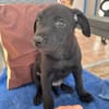 LOCKY, Chiot mâle Croisé Labrador