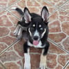 TOUPI, chiot Croisé Husky