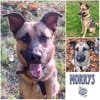 MORRYS * anhänglicher Familienhund