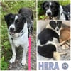 HERA -Sanfte, neugierige Seele-