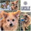 LUCILLE * eine süsse TerrierMixOmi