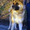 Akita-Inu sucht erfahrene Rasseliebhaber