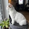 Schmusekatze ANNABELLE sucht!