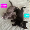 DASH et DOT (À ADOPTER ENSEMBLE)