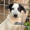 SILENTE