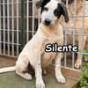 SILENTE