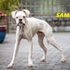 Süsser Boxer Jungspund Sammy