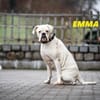 Boxermaus Emma sucht ihre Menschen