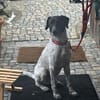 Balu, Suche DRINGEND neues Zuhause