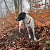 Balu, Suche DRINGEND neues Zuhause