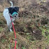 Balu, Suche DRINGEND neues Zuhause