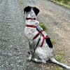 Balu, Suche DRINGEND neues Zuhause