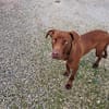 BAYLES cucciolo mix pit/bracco