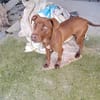 BAYLES cucciolo mix pit/bracco