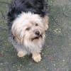 Yorkie Pico sucht sein Zuhause