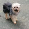 Yorkie Pico sucht sein Zuhause
