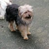 Yorkie Pico sucht sein Zuhause