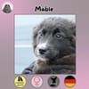 Mable sucht ihr Zuhause