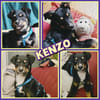 Welpenjunge Kenzo auf PS in 90475