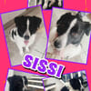 Traumhündin Sissi auf PS in 91247 Vorra