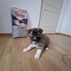 Timi, kleiner Hundemann sucht Zuhause