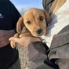 Minikleines Welpchen Orla sucht ihr Heim