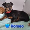 Romeo - er liebt jeden Menschen