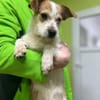 Bilbo - Terriermann sucht Familie