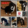 Junghund Jimmy sucht seine Familie