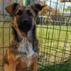 Scheues Hundekind Lucy sucht Heimat