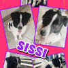 Traumhündin Sissi auf PS in 91247