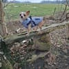 Kleiner kecker lebensfroher Bailey