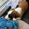 Apollo - verspielt und freundlich