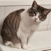 Liebevolle Katzen Falca (blind) u. Kinoa