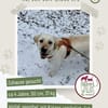 Efe-sensibler Labbi sucht ein Zuhause/PS