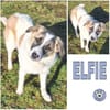 ELFIE -rundum tolles Hundekind-