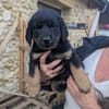 4 CHIOTS ADOPTION OU FAMILLE D'ACCEUIL