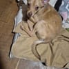 Breadley 4 Monate Chihuahua-Pischer Mix