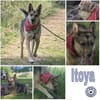 ITOYA -wünscht sich einen Hundekumpel-