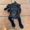 GUIZMO, Chiot mâle Croisé Labrador
