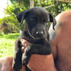 GUIZMO, Chiot mâle Croisé Labrador