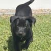 LOCKY, Chiot mâle Croisé Labrador