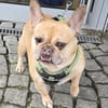 Französische Bulldogge sucht tolle Mensc
