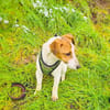 Linda ein tolles Jack Russel Mädchen