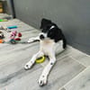 Omaïa, femelle, x border collie, née le 20/10/2025