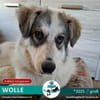 WOLLE *5/25 DRINGEND ZUHAUSE GESUCHT