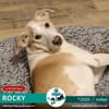 ROCKY - *2020 - DRINGEND ZUHAUSE GESUCHT